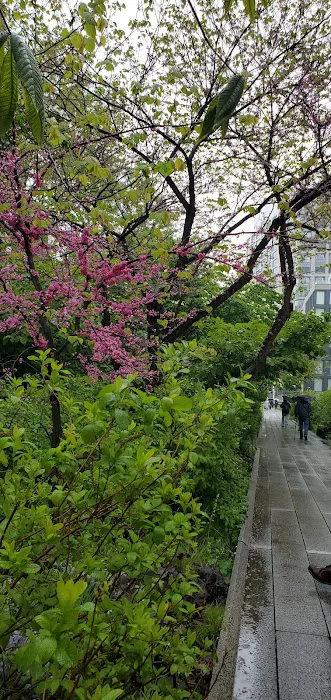 Along The High Line Picture 3