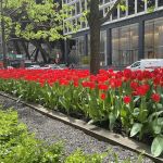 Park Avenue International Partners Inc
