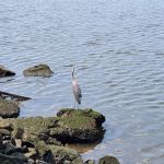 NYC Exclusive Apartments