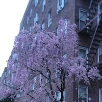 Nu-Place Realty ico