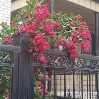 Decatur Properties Inc ico