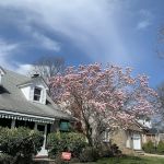 Nancy Scarola Real Estate