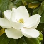 Suzanne Wittenberg Howard Hanna Coach Realtors